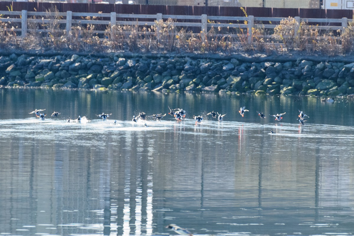 עבראש לבנוני - ML646647075