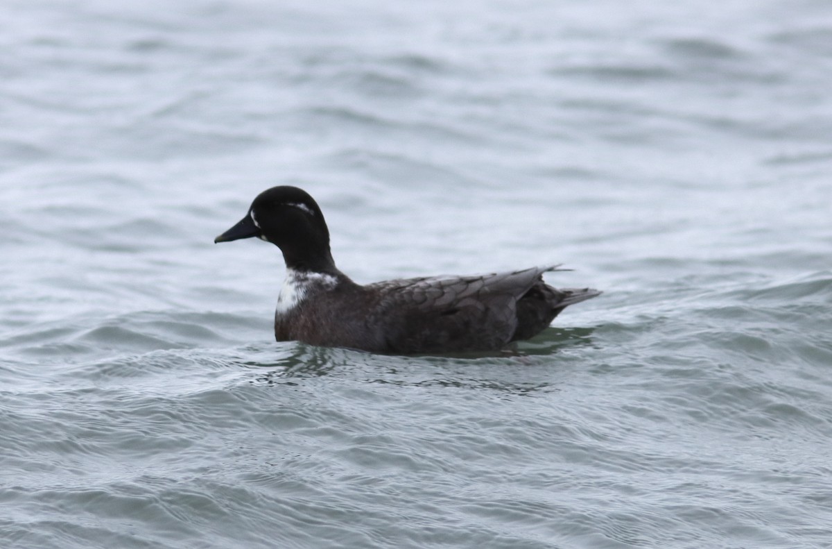 duck sp. - ML646647076