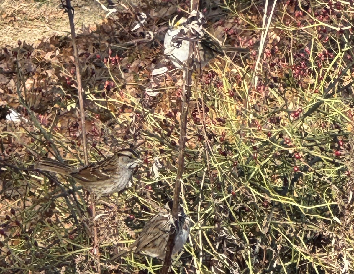 Ak Boğazlı Serçe - ML646647078