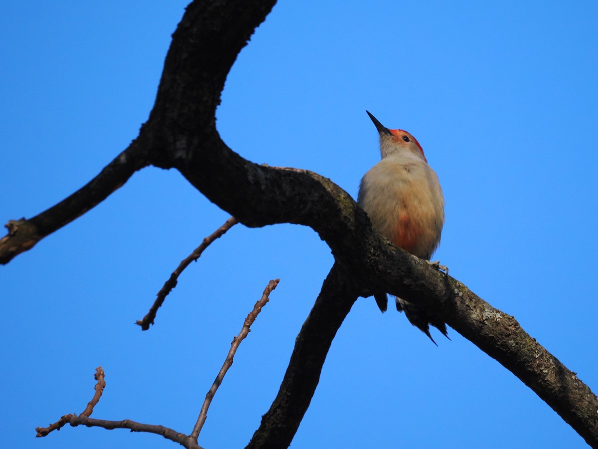 Red-bellied Woodpecker - ML646647079