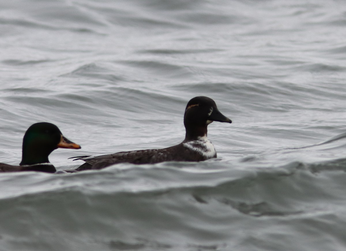 duck sp. - ML646647080