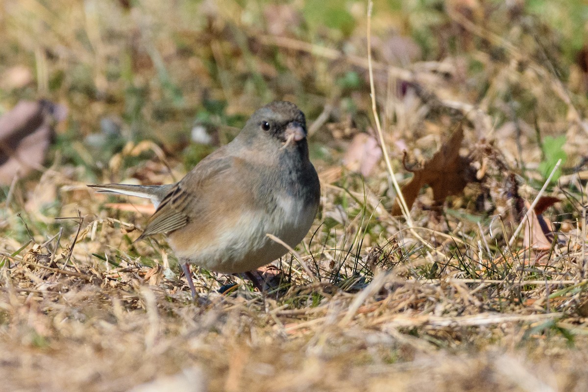 יונקו כהה-עין - ML646647081