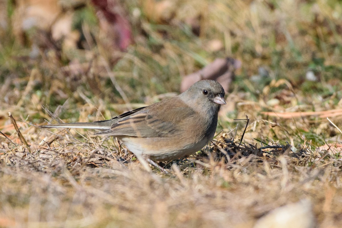 יונקו כהה-עין - ML646647082