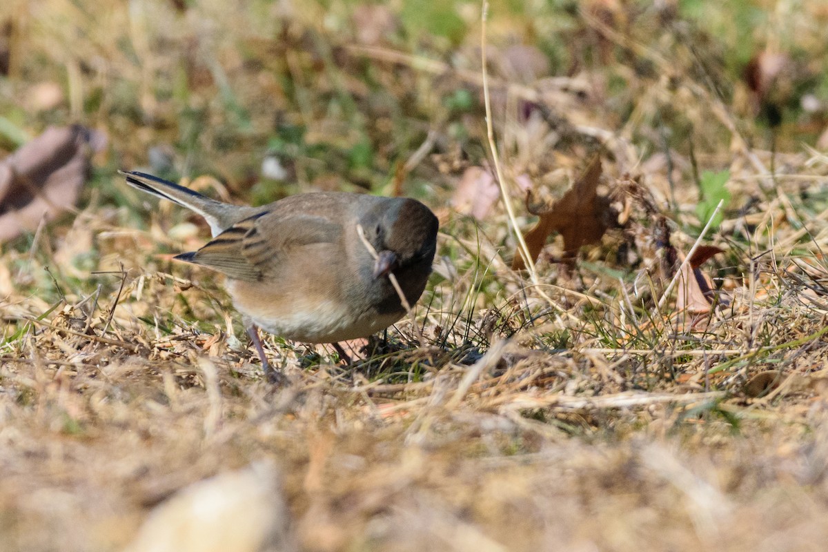 יונקו כהה-עין - ML646647083