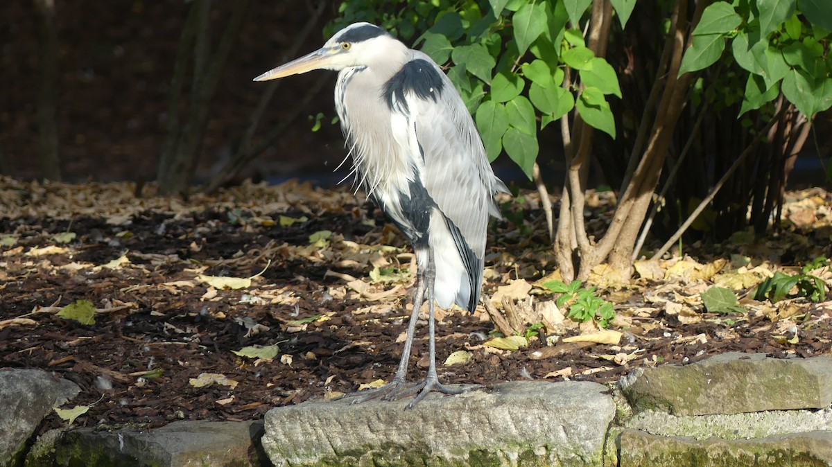 Gray Heron - ML646647084