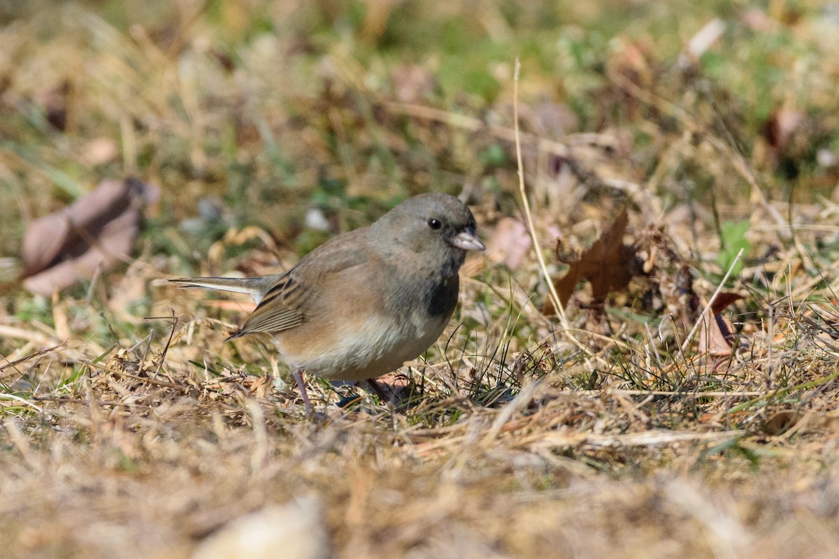 יונקו כהה-עין - ML646647085