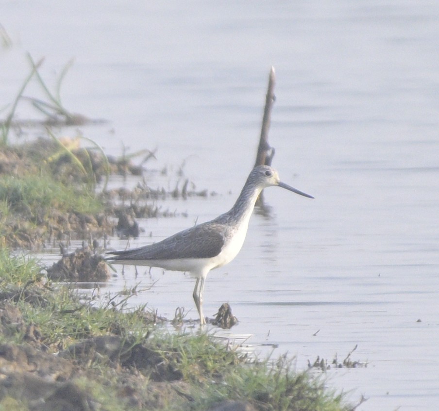 アオアシシギ - ML646647086