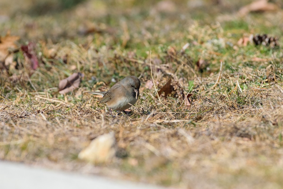 יונקו כהה-עין - ML646647087