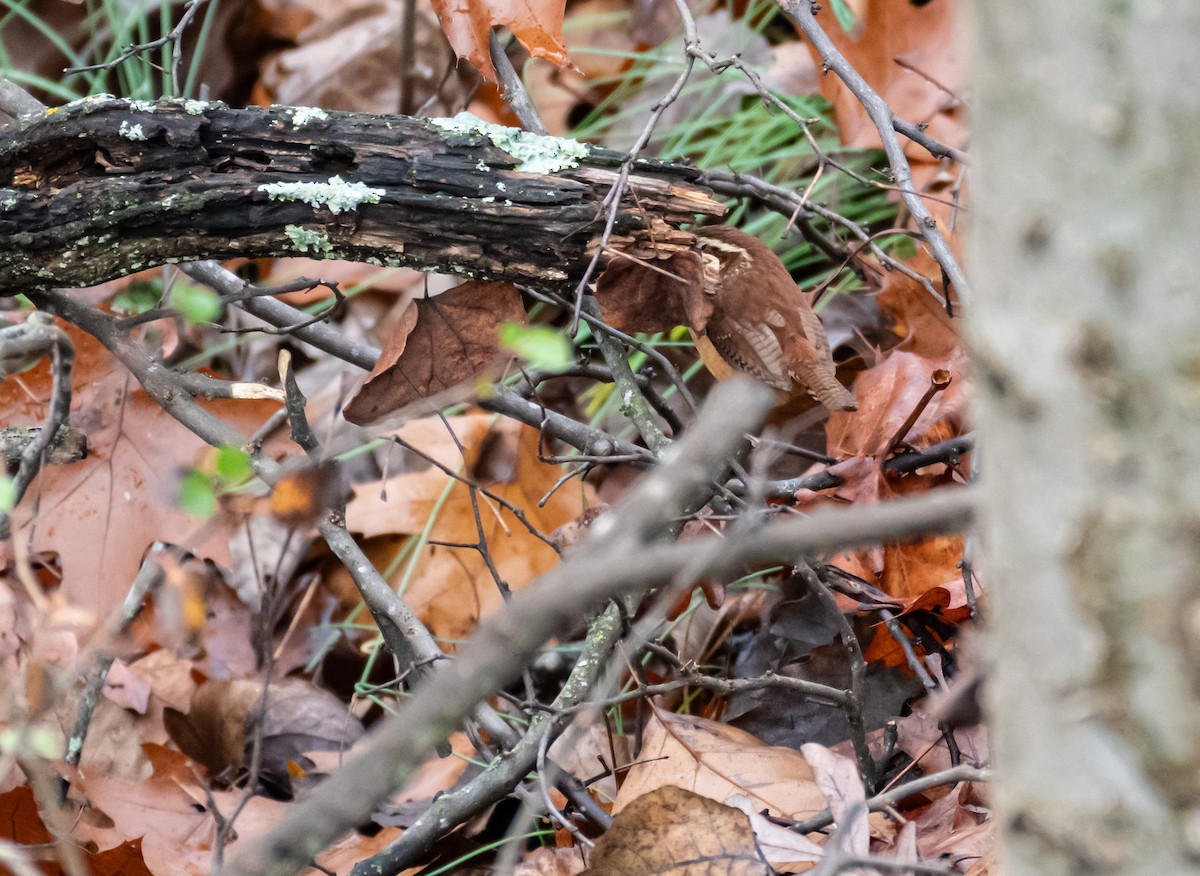 Carolina Wren - ML646647088