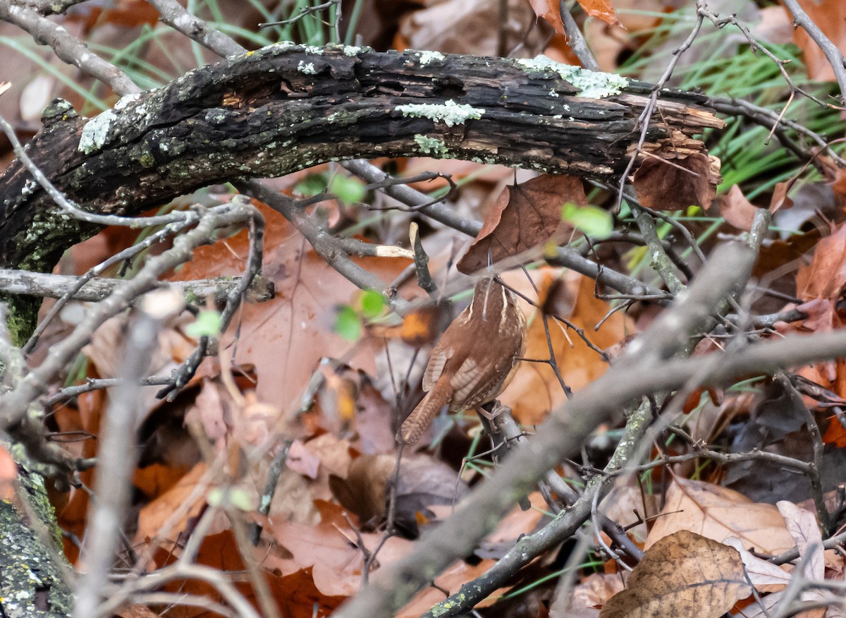 Carolina Wren - ML646647089