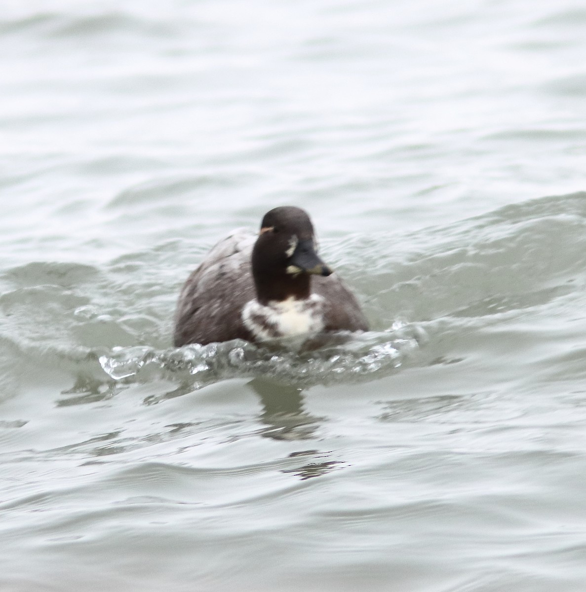 duck sp. - ML646647090