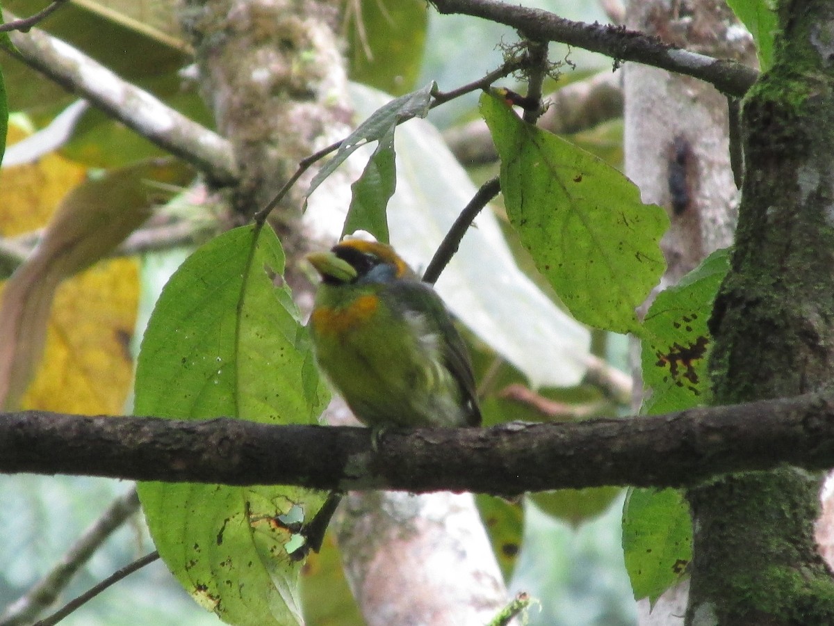 Red-headed Barbet - ML646647091