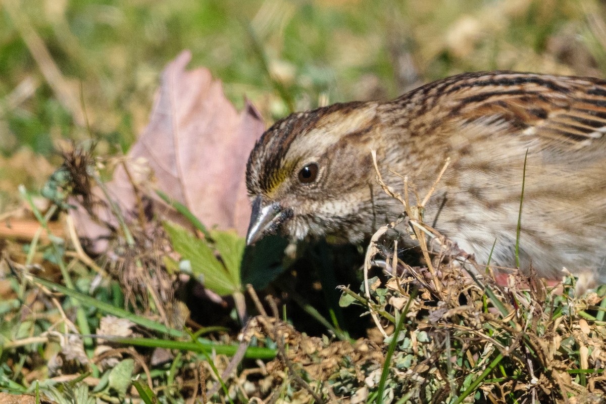 גיבתונית לבנת-גרון - ML646647092