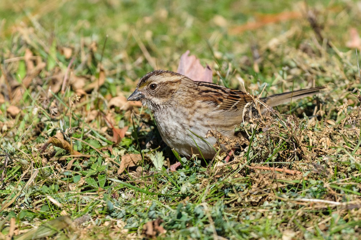 גיבתונית לבנת-גרון - ML646647093