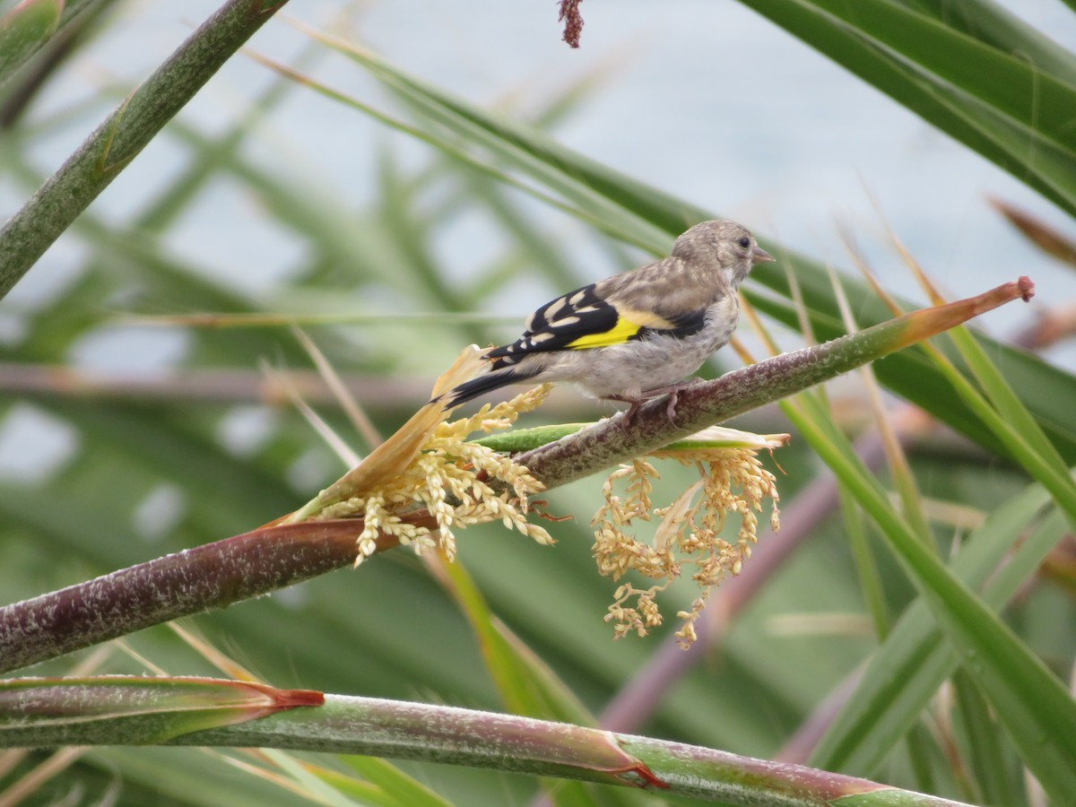 Stieglitz - ML646647099