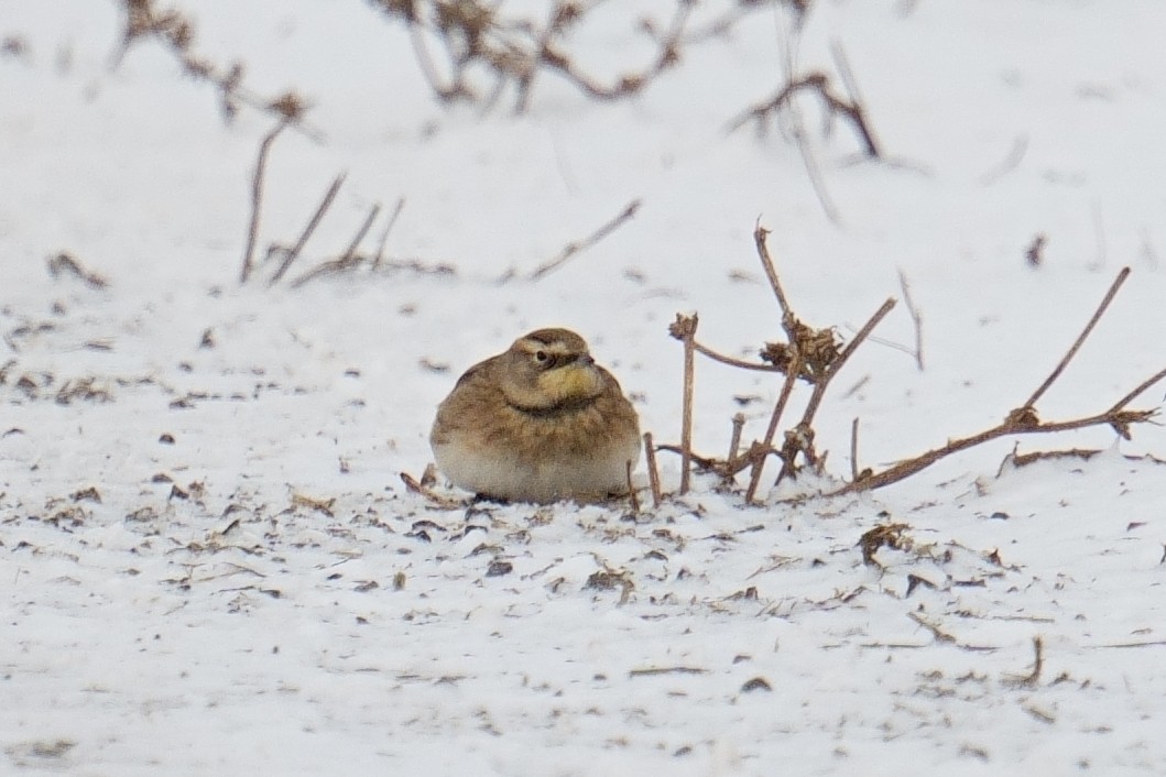 ハマヒバリ - ML646647103