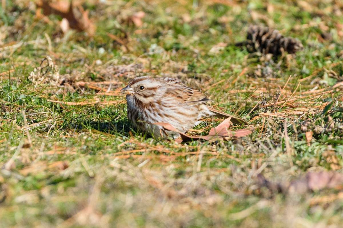 גיבתונית רוננת - ML646647104