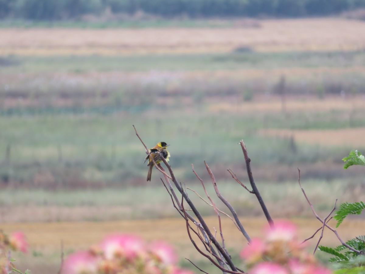 Kappenammer - ML646647105