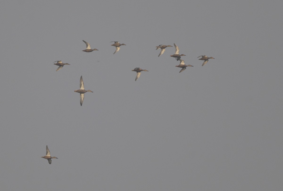 ハシビロガモ - ML646647107