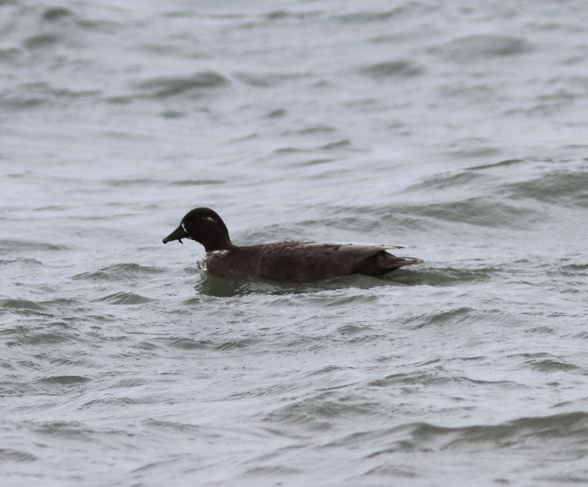 duck sp. - ML646647109