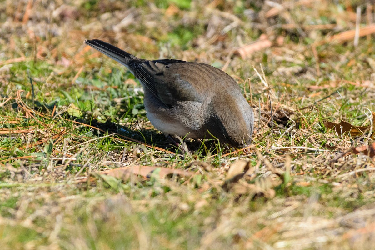 יונקו כהה-עין - ML646647110