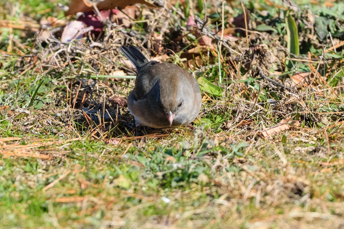 יונקו כהה-עין - ML646647111
