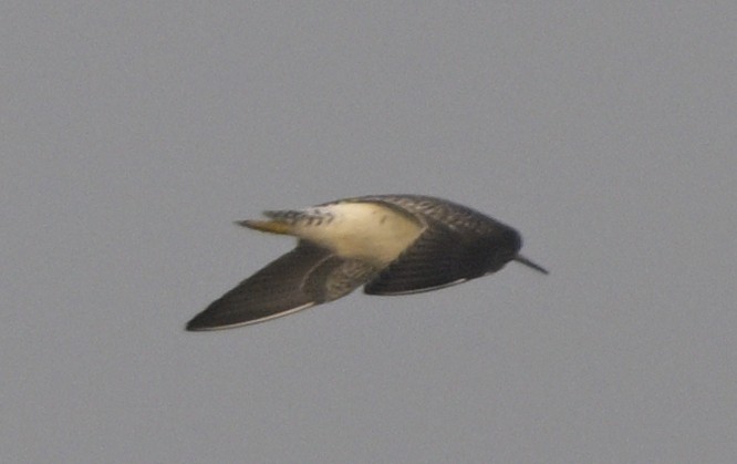 クサシギ - ML646647114