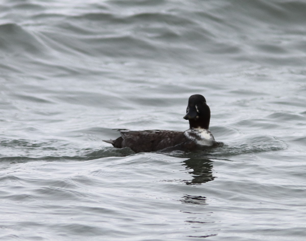 duck sp. - ML646647115