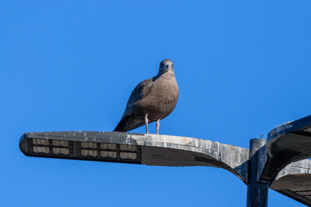 שחף עקוד-מקור - ML646647121