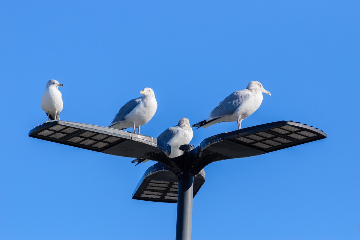 שחף עקוד-מקור - ML646647122
