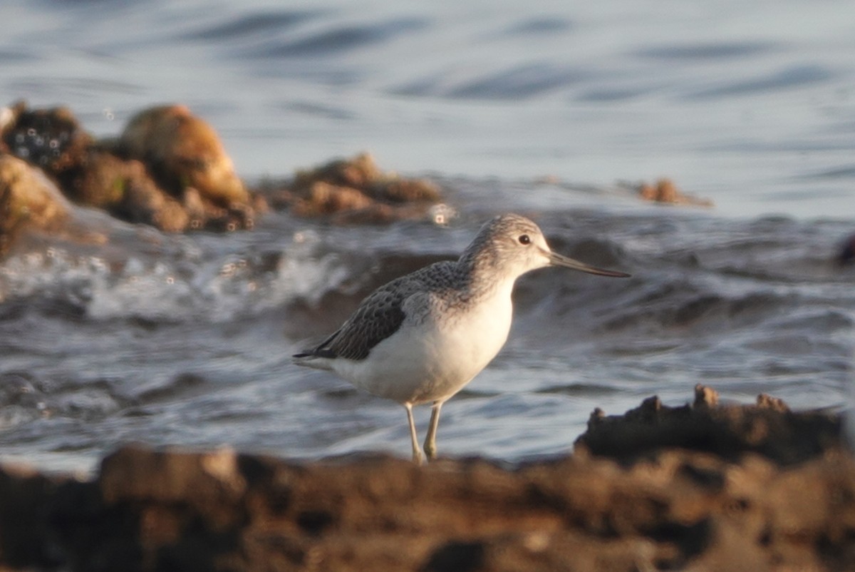 Common Greenshank - ML646647124