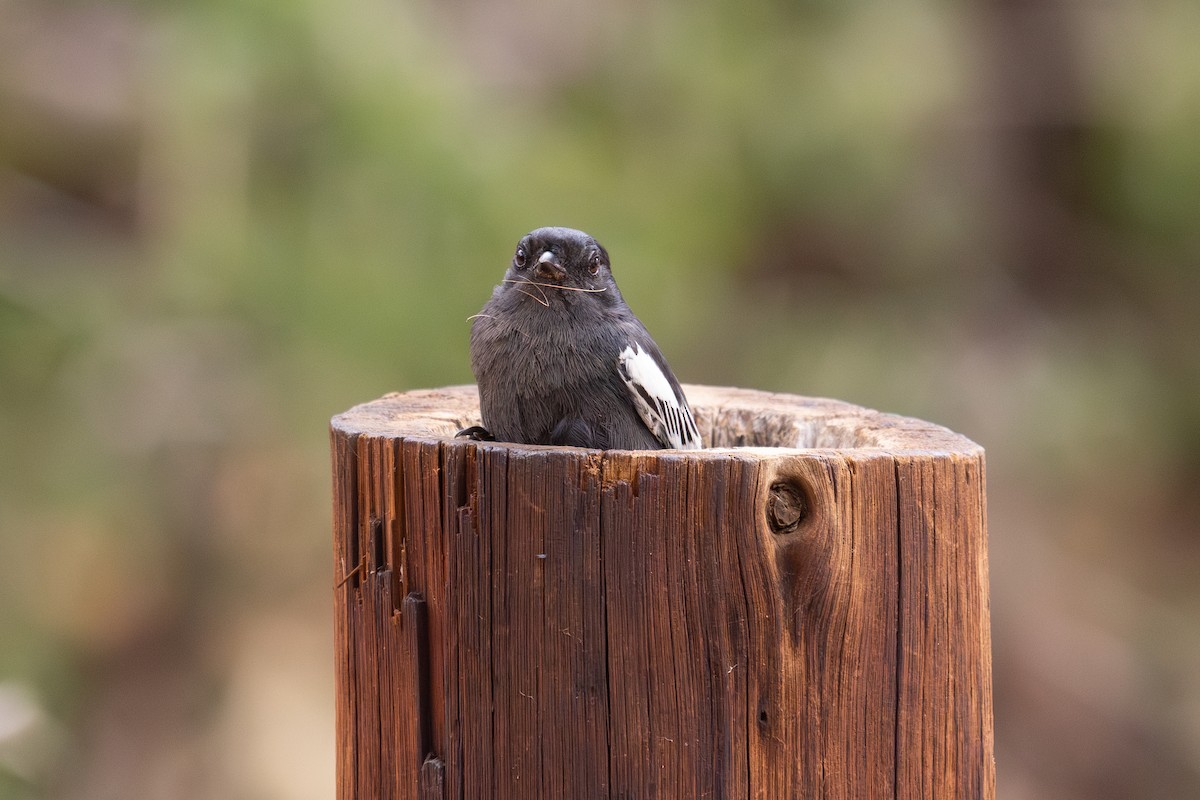 Carbonero Negro - ML646647125