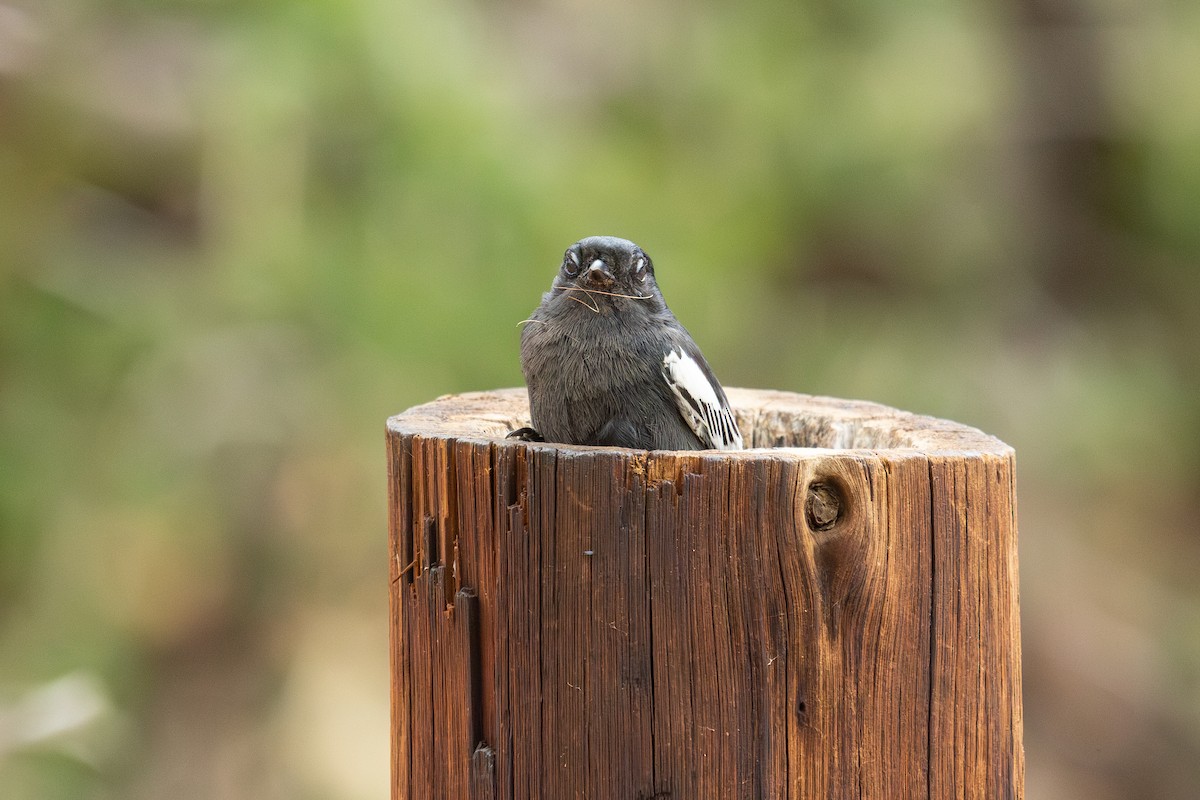 Carbonero Negro - ML646647126