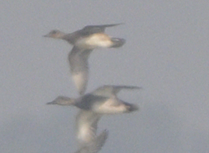 オカヨシガモ - ML646647131