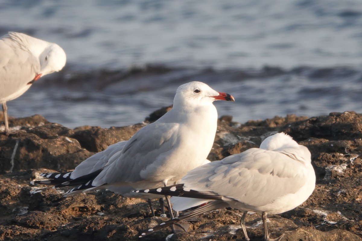 Audouin's Gull - ML646647132