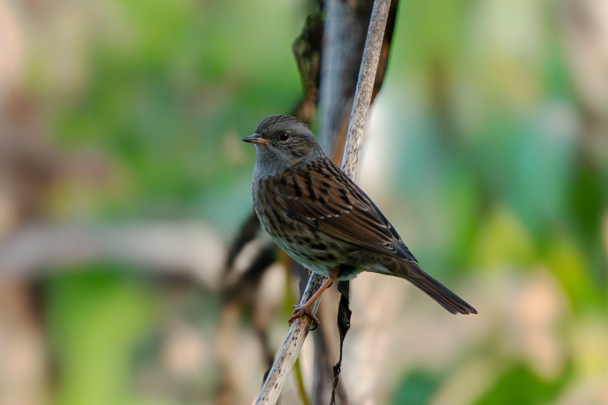Dunnock - ML646647134