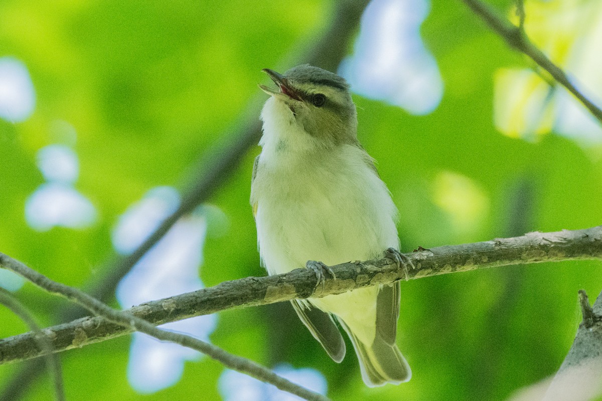 アカメモズモドキ - ML646647135