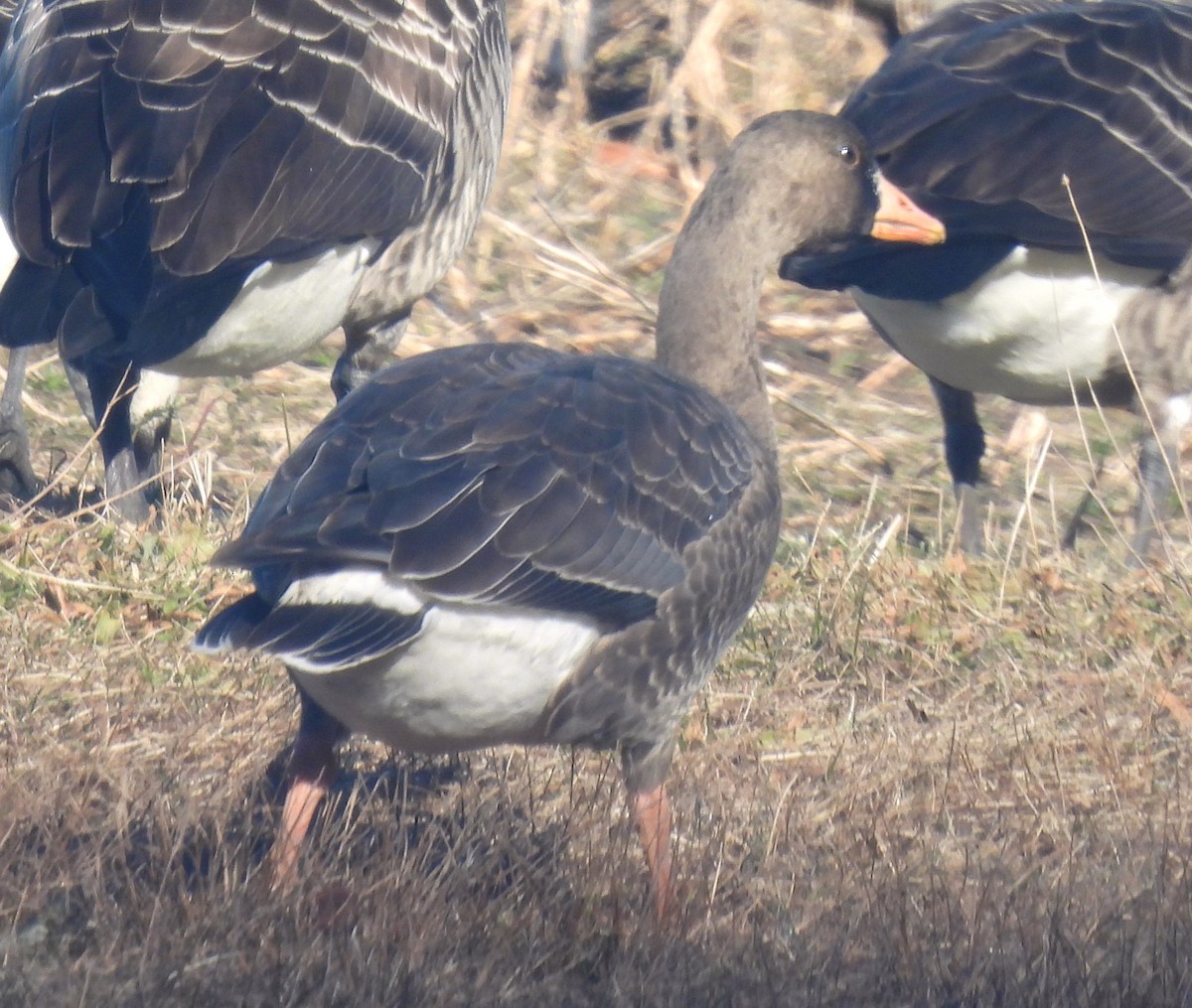 Greater White-fronted Goose - ML646647137