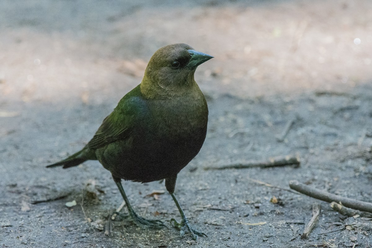 Braunkopf-Kuhstärling - ML646647138