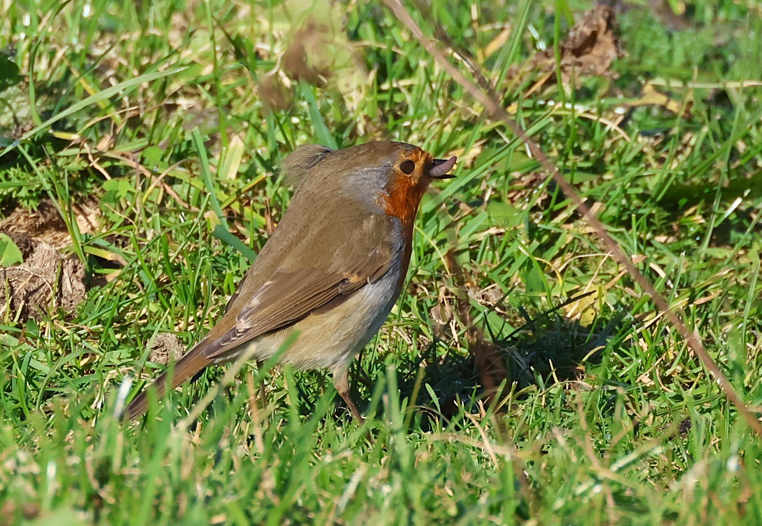 European Robin - ML646647143