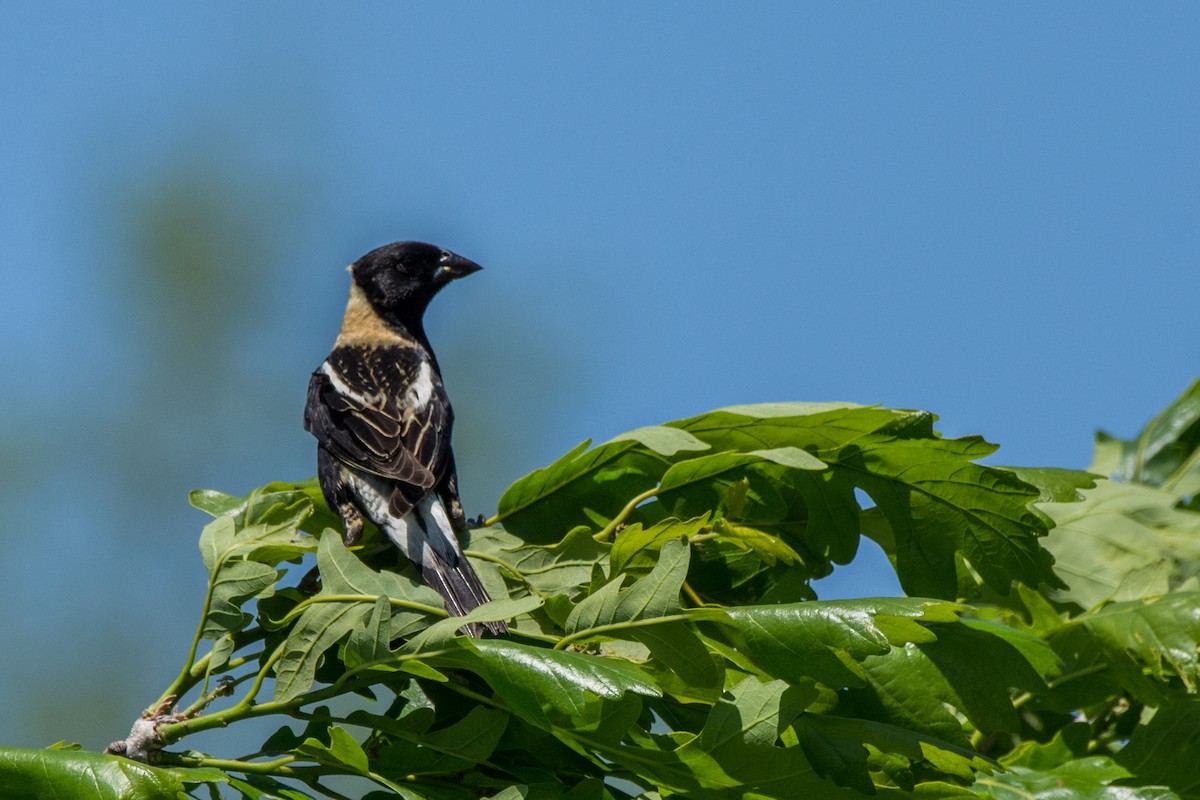 Bobolink - ML646647144