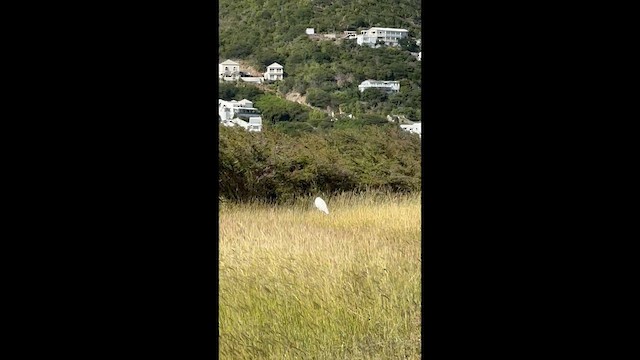 Koartza zuria - ML646647145