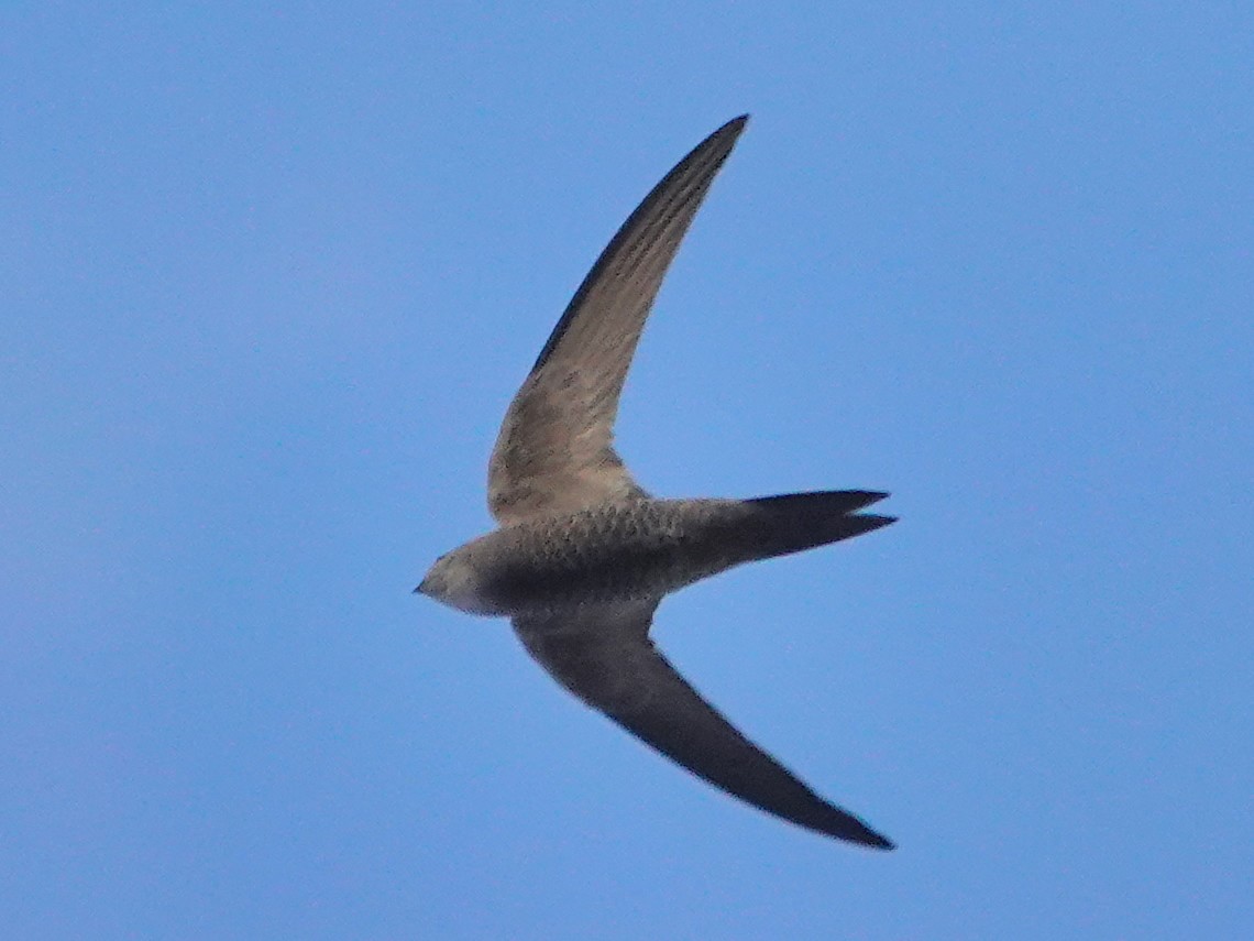 Pallid Swift - ML646647146