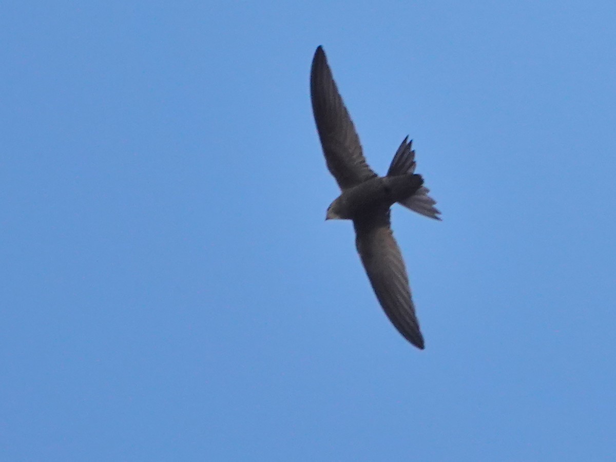 Pallid Swift - ML646647147