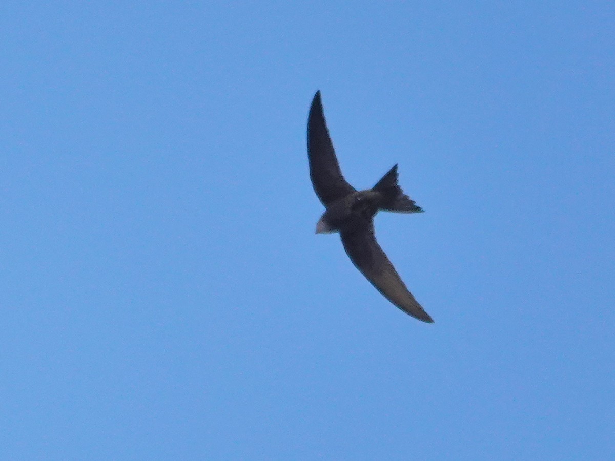Pallid Swift - ML646647148