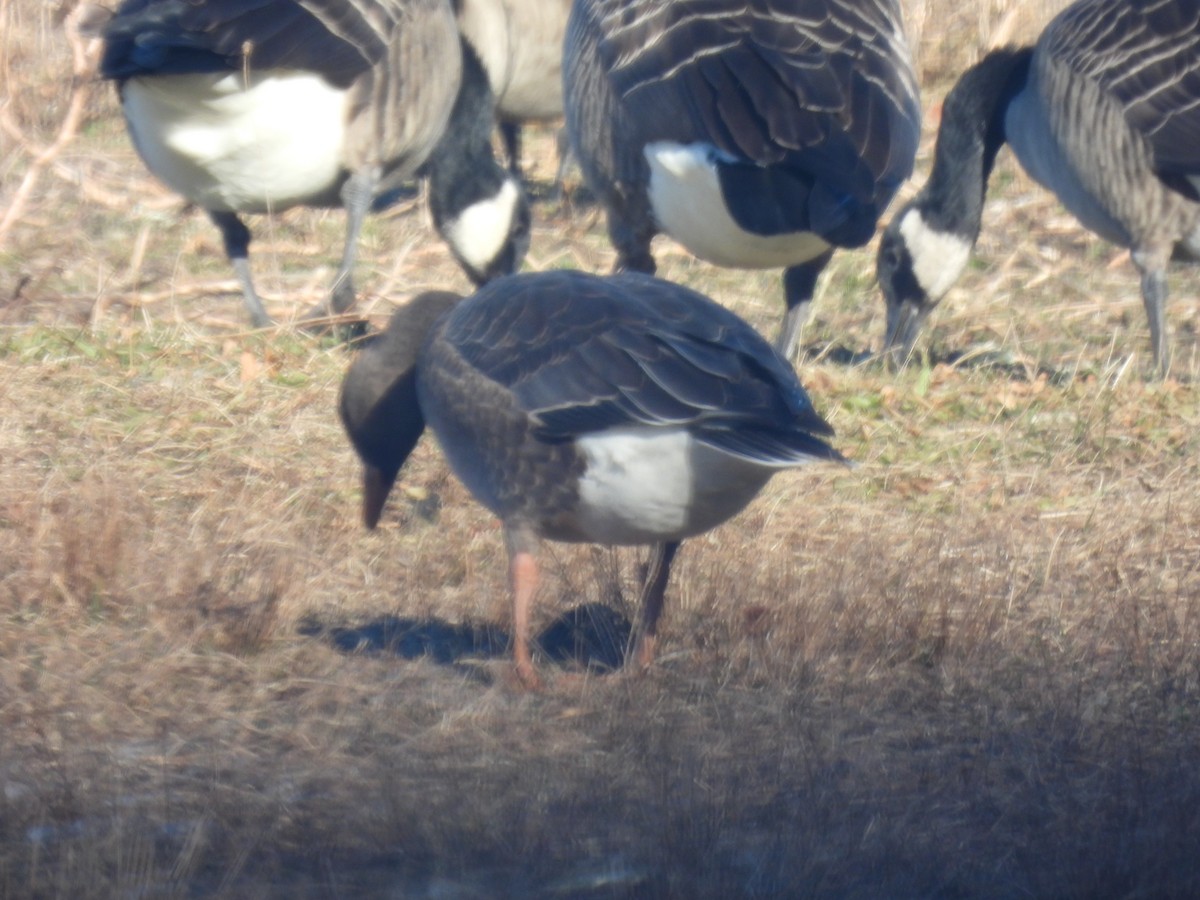 Greater White-fronted Goose - ML646647152