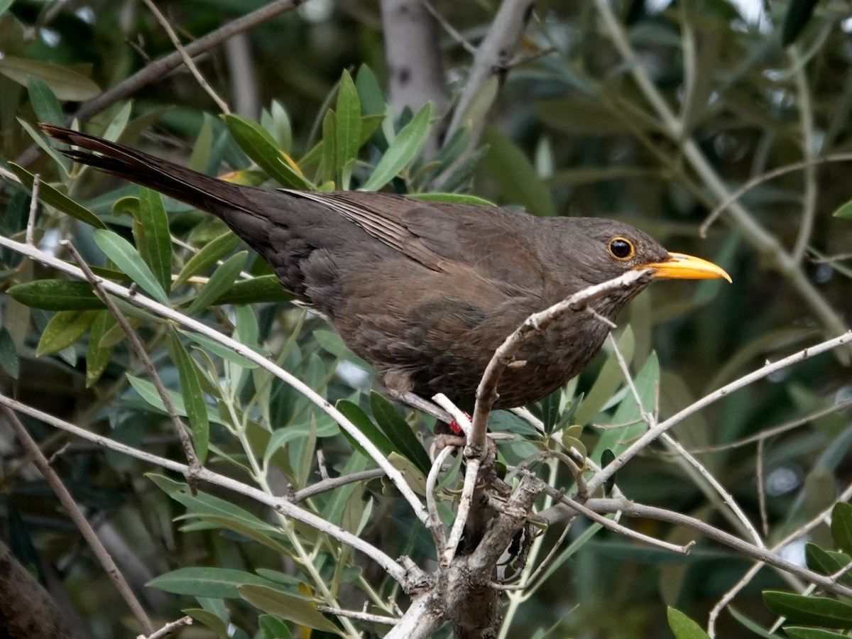 Eurasian Blackbird - ML646647153