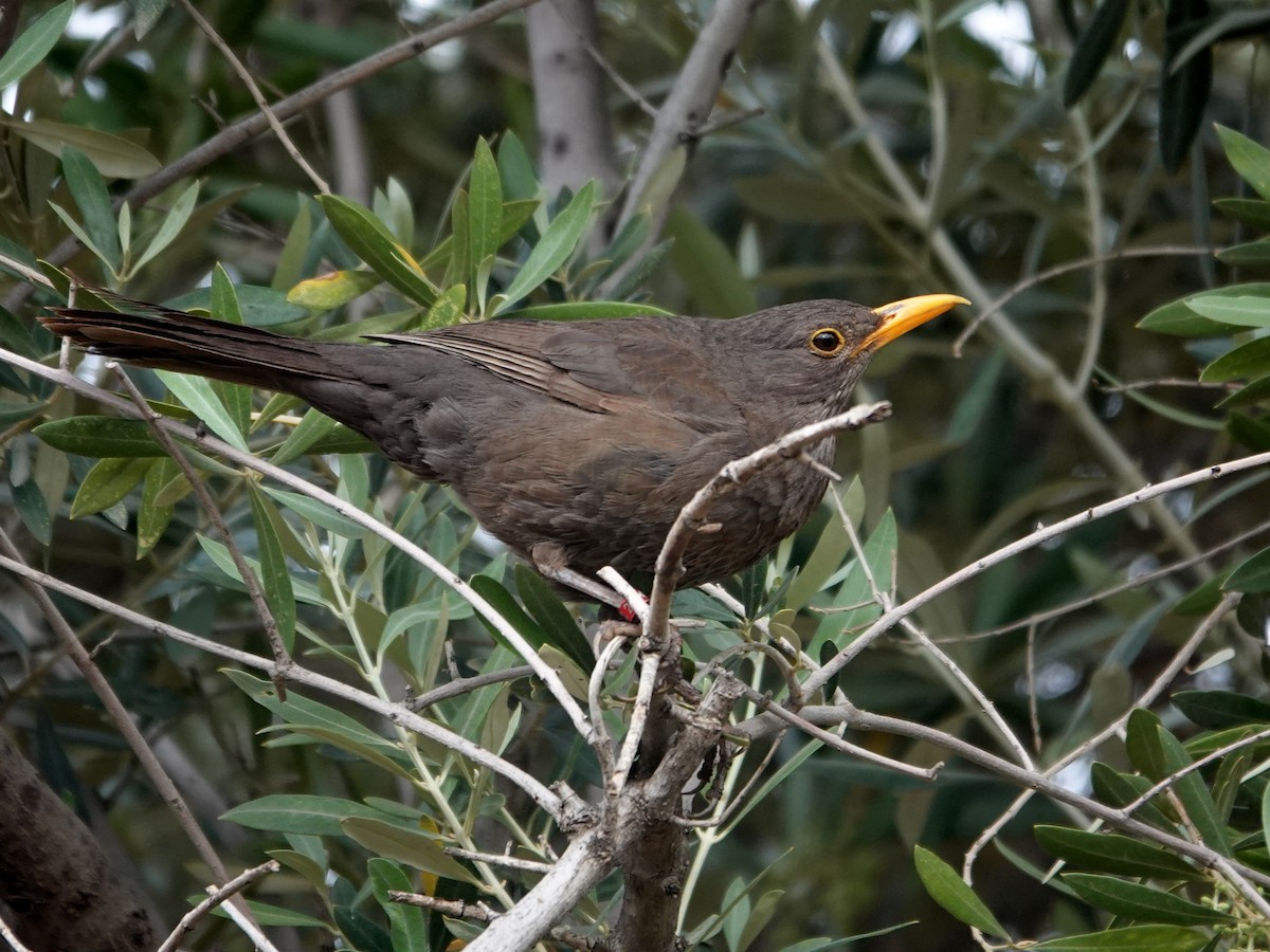 Eurasian Blackbird - ML646647154