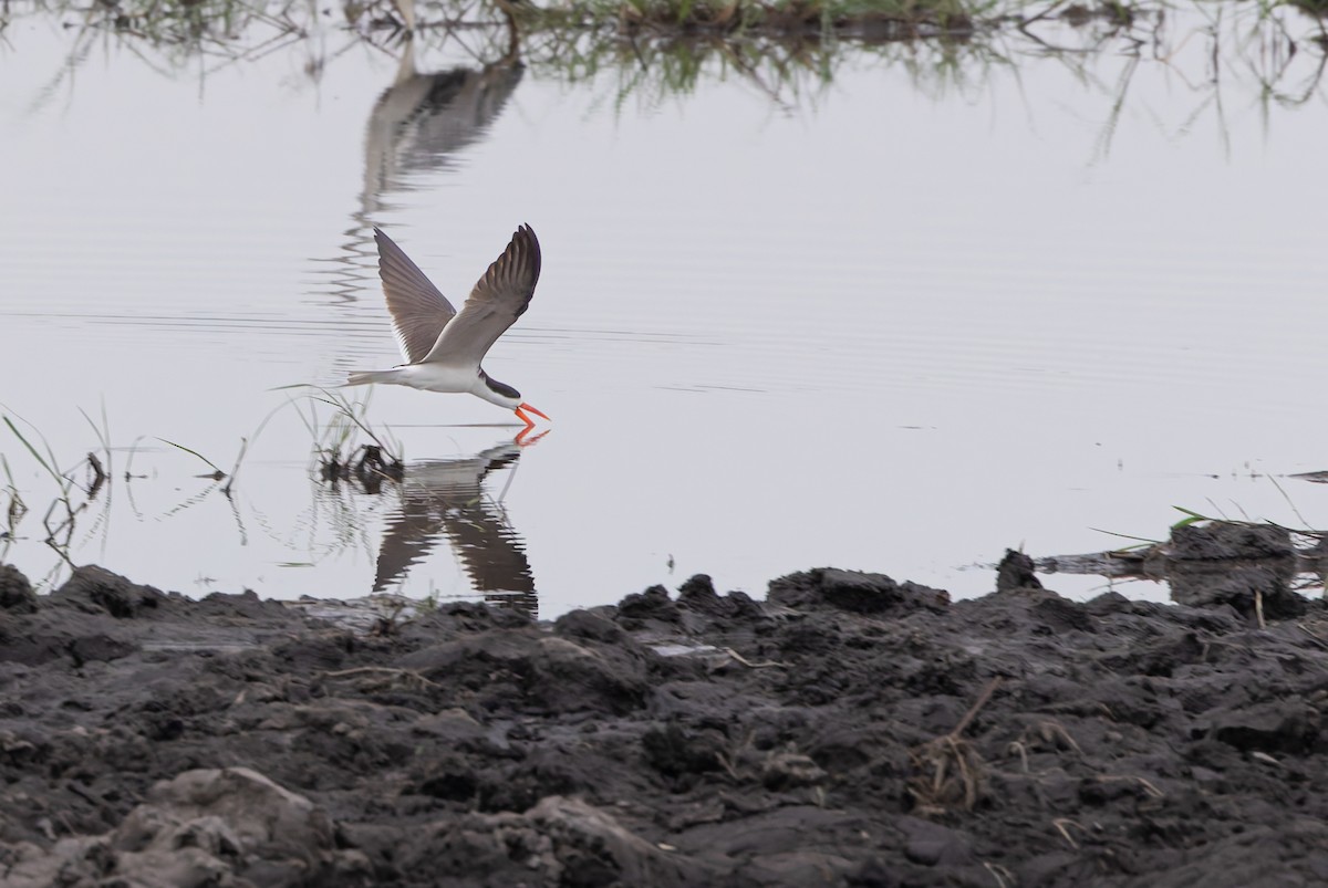 afrikasaksenebb - ML646647155