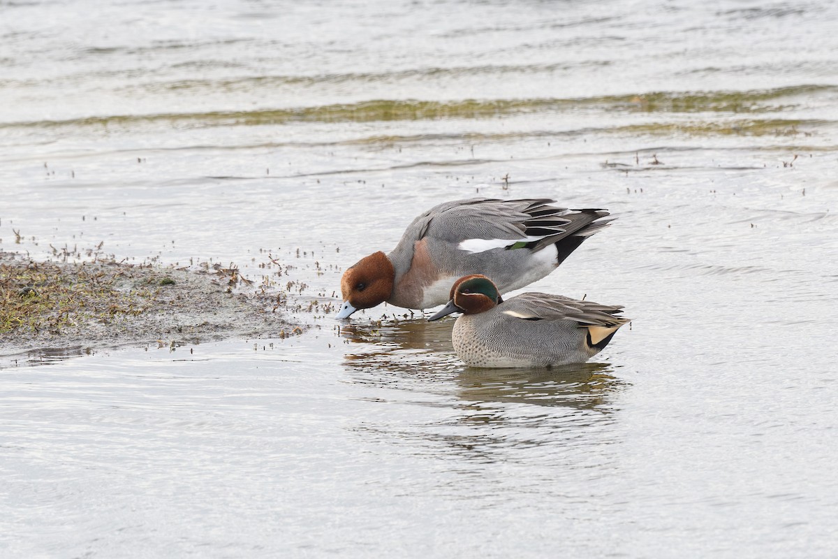 Eurasian Wigeon - ML646647156